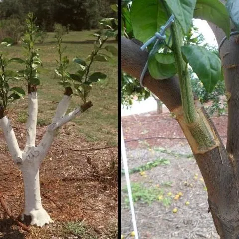 thumbnail for publication: Citrus Propagation